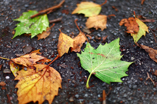 Illustration for article titled Shooting Challenge Fall Leaves Gallery 1